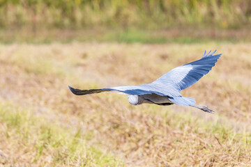稲刈り後、エサを探すサギ