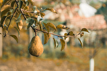 Pear tree with fruits