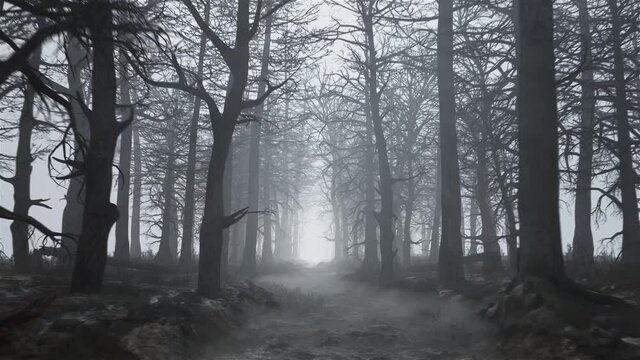 Looped animation of flying through a scary forest