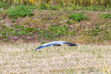 稲刈り後、エサを探すサギ