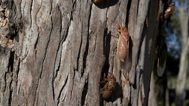 tilt up clip of newly emerged cicadas on a eucalyptus tree at ebor in nsw, australia