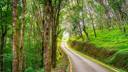 Naklejka premium the road at Doi Ang Khang, The road that leads to the beautiful forest.