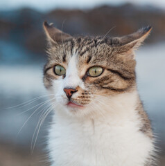 striped brown cat with white spots. Cat on the evening beach in Antalya, Turkey. The cat is waiting for food. Close-up portrait of a cat