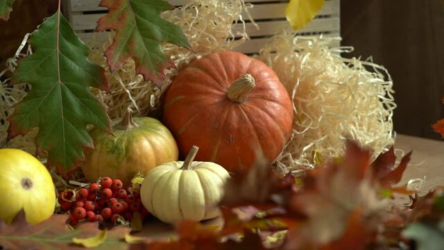Camera movement on a composition of pumpkins and autumn leaves. Falling autumn leaves. Autumn still life. Halloween holiday.