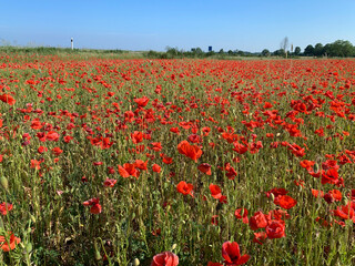 Red poppy field on the island Oland