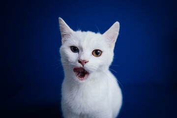 Beautiful pure white cat with one blue and one brown eye posing against blue background in studio.