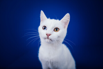 Fototapeta na wymiar Beautiful pure white cat with one blue and one brown eye posing against blue background in studio.