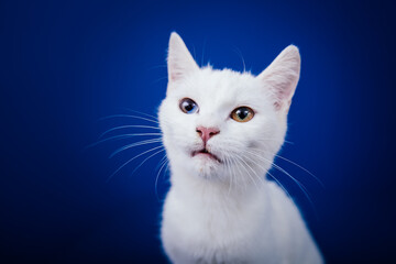Beautiful pure white cat with one blue and one brown eye posing against blue background in studio.