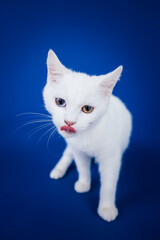 Beautiful pure white cat with one blue and one brown eye posing against blue background in studio.