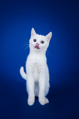 Obraz premium Beautiful pure white cat with one blue and one brown eye posing against blue background in studio.