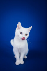 Obraz premium Beautiful pure white cat with one blue and one brown eye posing against blue background in studio.