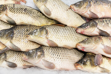 Fresh carp fish on ice on the counter in the store. Close-up. Top view.