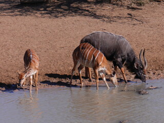 Male and female nyala enjoying a welcome drink, Mkuze, KwaZulu Natal, South Africa. © Adrian