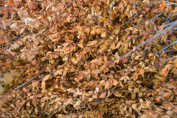 Colorful background of dry laurel orange autumn leaves