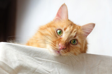 A red cat is laying and relaxing  on the table with white tablecloth
