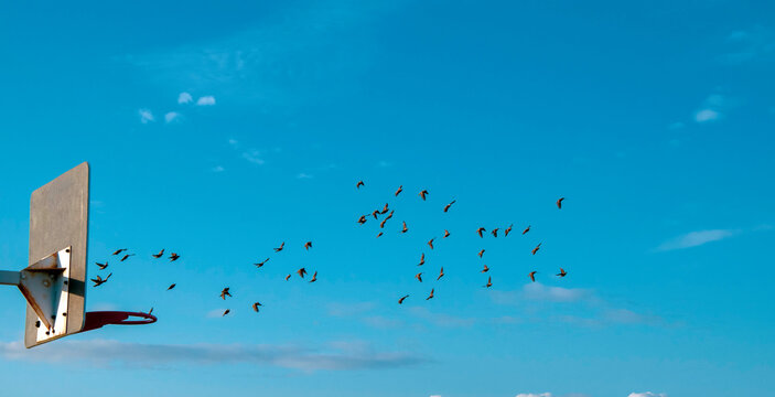 basketball basket and birds
