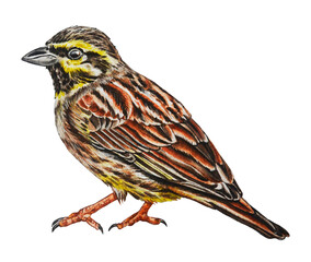 Watercolor illustration bird bunting.  Hand drawn. Template. Closeup.