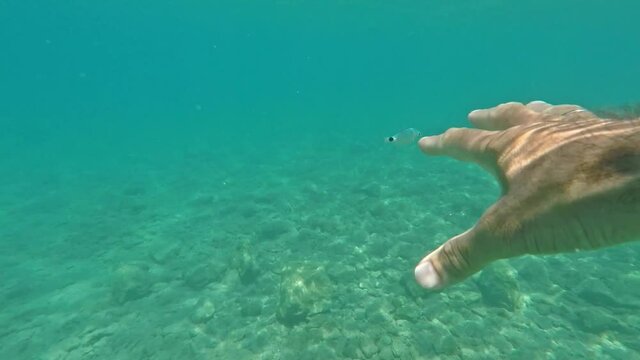 Underwater footage, fish passing by near human, while he's reaching out to catch it 60fps