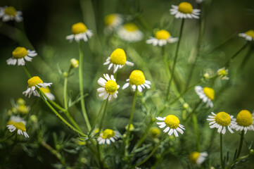 Blooming wild daisies in a sunny rustic meadow