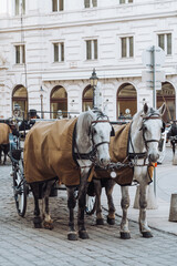 Fototapeta premium horse and carriage
