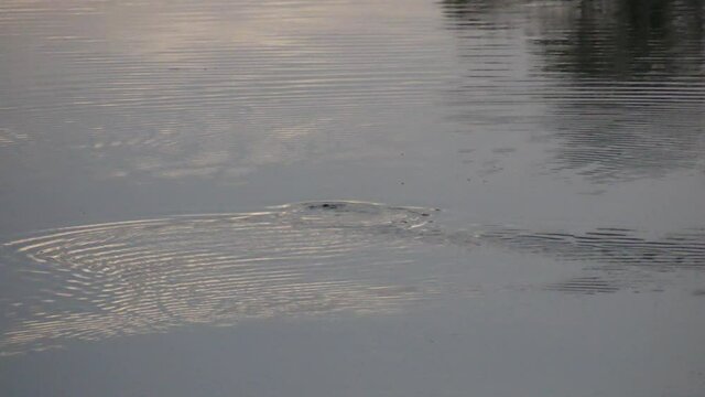 Wild platypus swimming on the surface in the Bombala river at sunrise