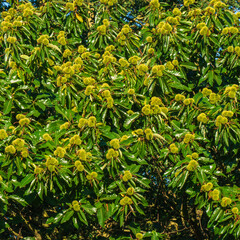 Close up of sweet chestnuts on a tree (Castanea sativa)
