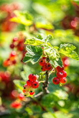 Drops of fresh morning dew on red ripe currant berries	