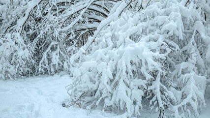 Winter snowy forest.