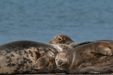 Obraz premium Wild Grey lazy seal colony on the beach at Dune, Germany. Group with various shapes and sizes of gray seal. Sea in background