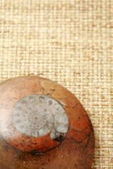 アンモナイト化石