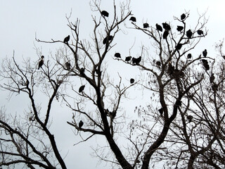 Birds on branches