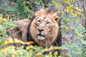 Lion dans les fourrés