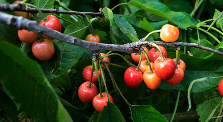 Cherry on a branch with leaves in summer.  Ripe cherries.  Cherry berries