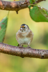 Goldfinch (Carduelis carduelis) bird perched on a shrub branch which is a common garden songbird bird found in the UK and Europe, portrait stock image photo