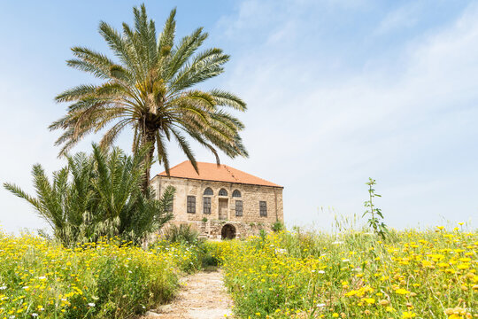 Old traditional Lebanese, middle eastern house with a palm tree and a field of yellow flowers in Byblos, Lebanon