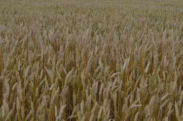 golden wheat field in summer