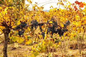 vineyard in autumn