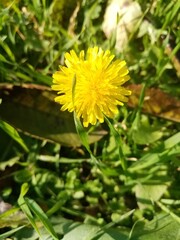 yellow dandelion flower