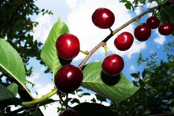 Cherry on a branch with leaves in summer.  Ripe cherries.  Cherry berries