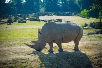 white rhino eating