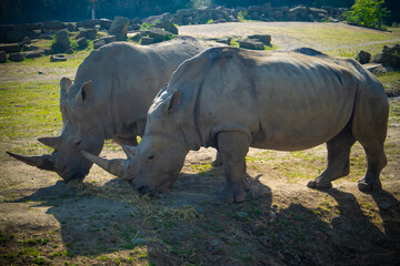 two rhino in the zoo eating