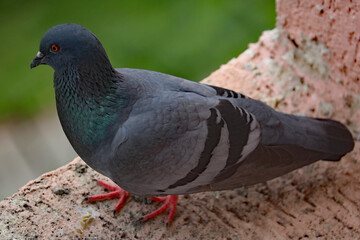Pigeon
