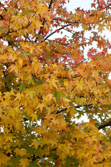 Tree in autumn colors in an urban park