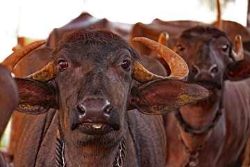 Indian Buffalo 