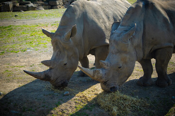 Fototapeta premium rhino in the zoo eating