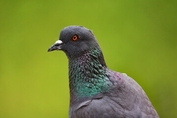 Pigeon close up