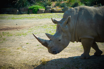 white rhino in zoo