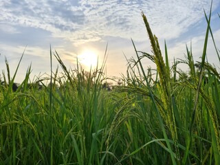 Rice farm & nice sky