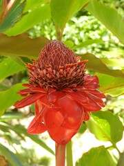Torch ginger lily (Etlingera elatior), Botanical Gardens, Reunion,
