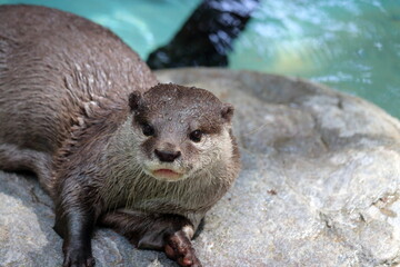 コツメカワウソ　愛らしい　岩の上